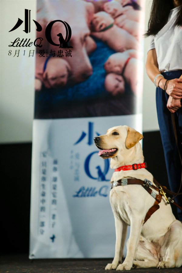 电影《小q:导盲犬事业需要社会更多关注