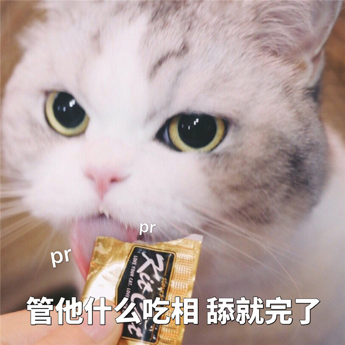 可爱萌宠猫咪表情包