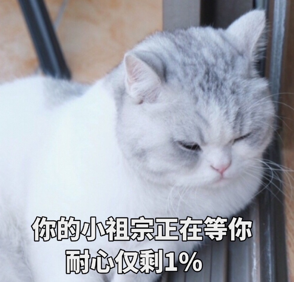 可爱萌宠猫咪搞笑表情包:你的小祖宗正在等你,耐心不足1%