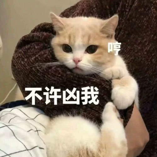 萌宠猫咪表情包:我一点都不想你,我一点半再想!