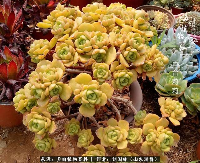 多肉,花青素,夏季,上色,黄金