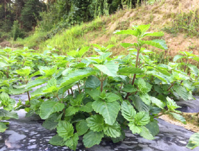 这种叫"仙草"的植物,是制作凉粉的主要食材,城里人大多不知道