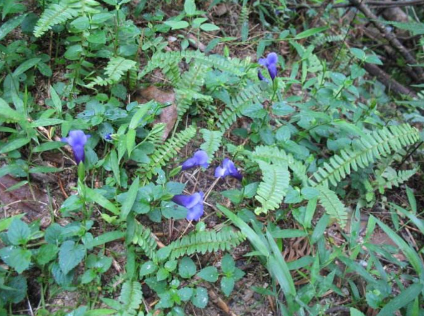 野草,农村,猪耳草,蓝猪耳,药材