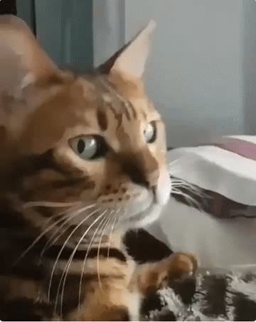 搞笑gif:这情况和我想的不一样呀,为啥抓不到尾巴,太奇怪了