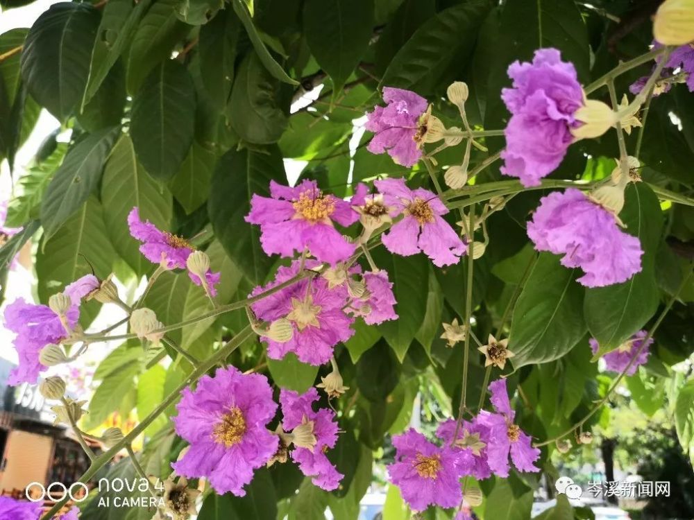 今天,就给大家做赏花导航 带大家去看最美的大叶紫薇 在丽景湾河堤