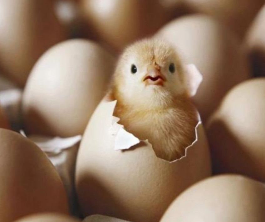 小鸡被密封在蛋壳中,如何获取氧气,破壳而出的呢?