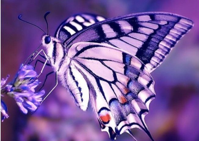 情感测试:你觉得哪个蝴蝶最美,秒测你受欢迎的程度有多高?
