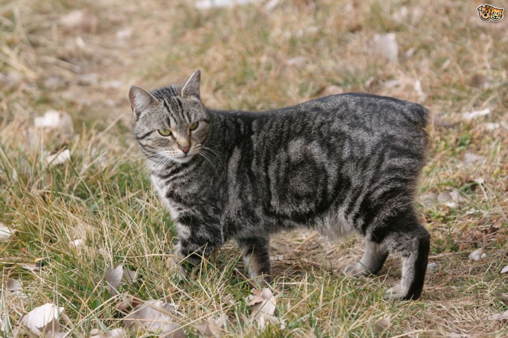 猫咪,马恩岛猫,日本短尾猫,橘猫,萌