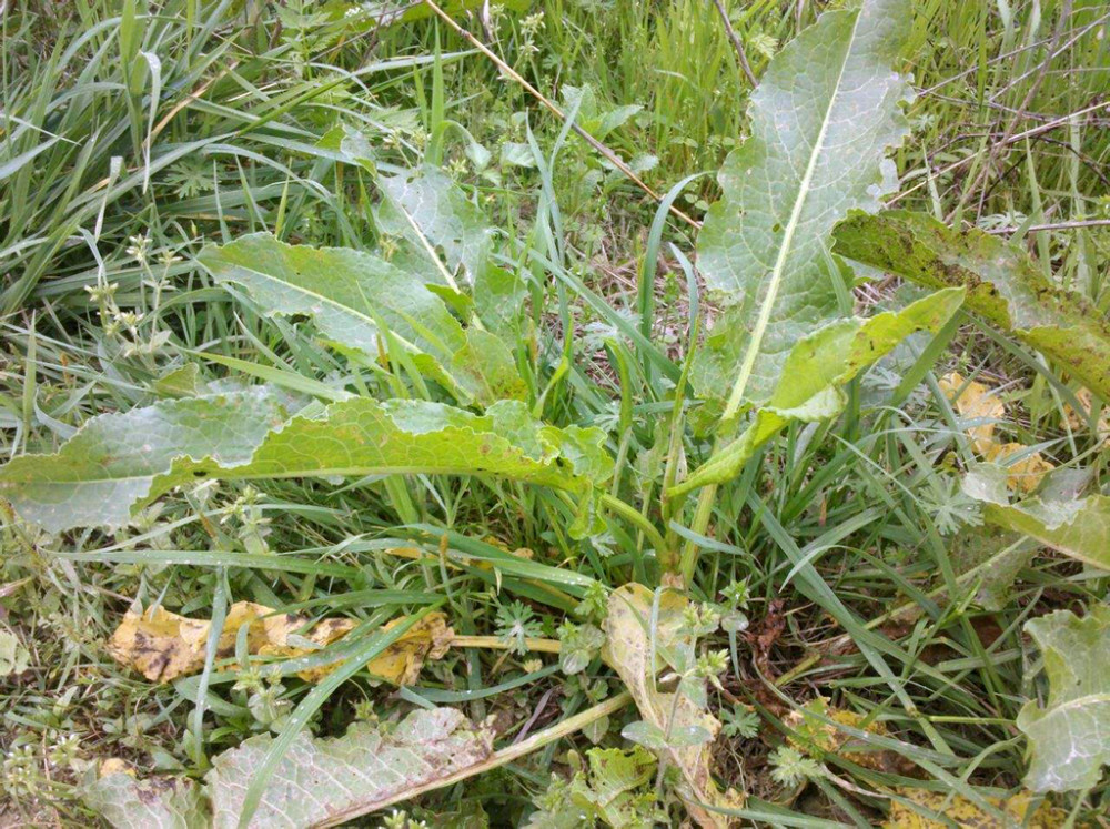 农村一种植物,根含"黄金",烫火锅味道好,是城里人喜欢