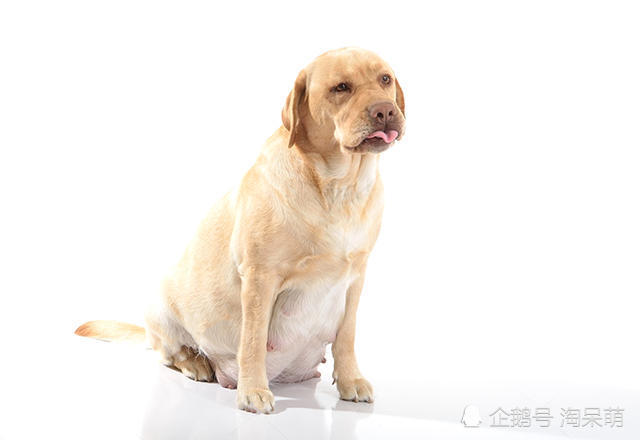拉布拉多怀孕有什么症状 拉布拉多怀孕期间症状介绍