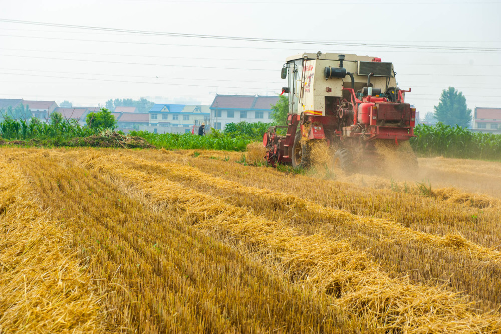 北方农村6月有点忙,看农民田间收麦子有多"幸福"