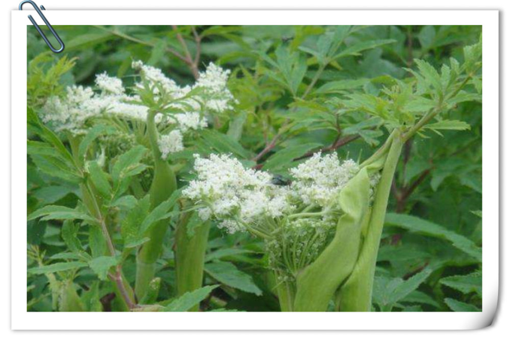 "走马芹"也被称为野白芷,属于多年生草本植物,其根呈圆柱形