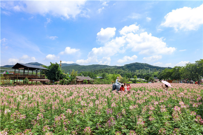 佛山盈香生态园:夏花绚烂,彩蝶翩跹