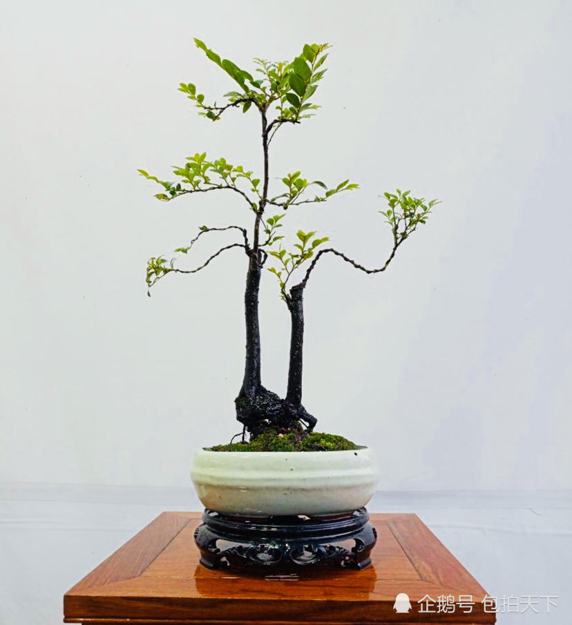 盆景欣赏:自然赋予凄美强韧的生命力 却有诗情画意之妙