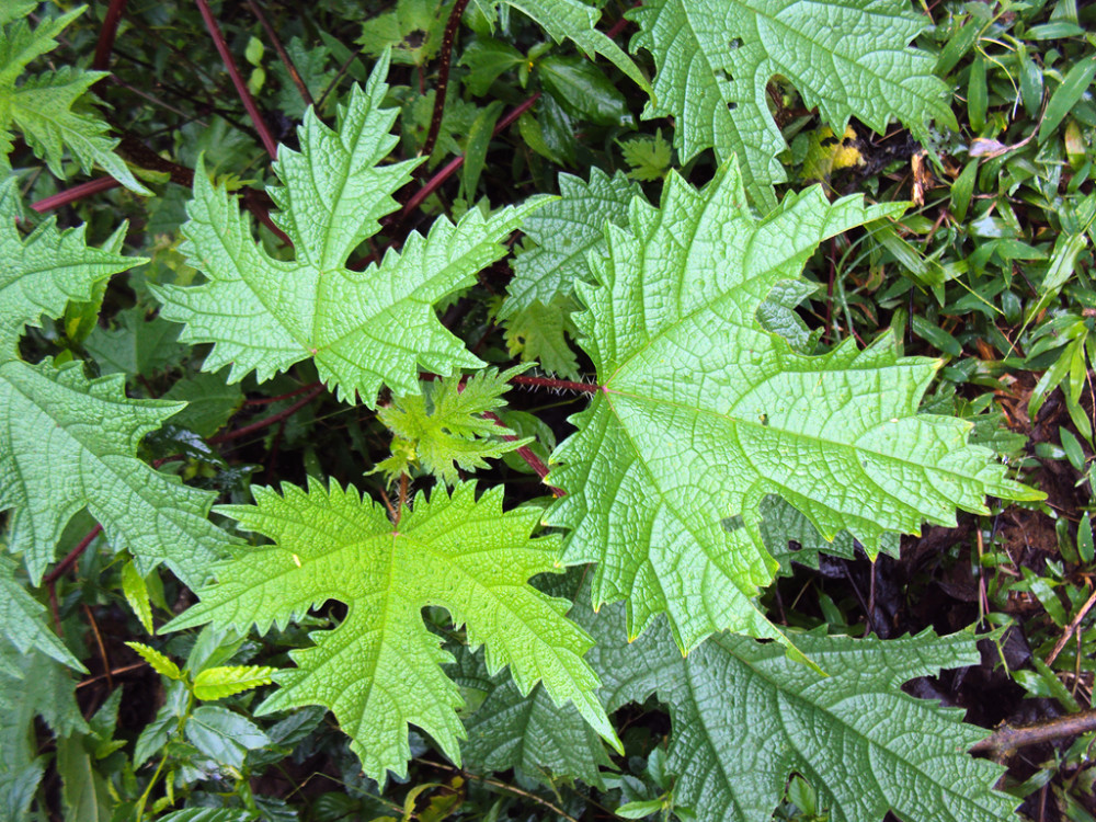 农村一种植物,人称"红火麻",碰到会酸爽,吃到嘴里味道