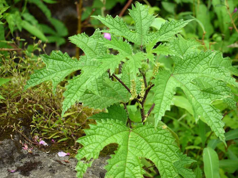 农村一种植物,人称"红火麻",碰到会酸爽,吃到嘴里味道