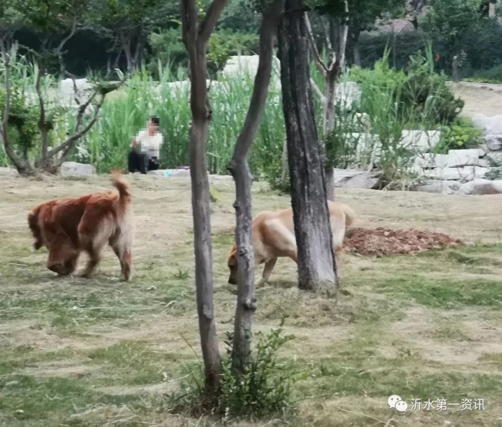 一旦遇到外界刺激,狗兽性发作,极易对他人造成伤害!