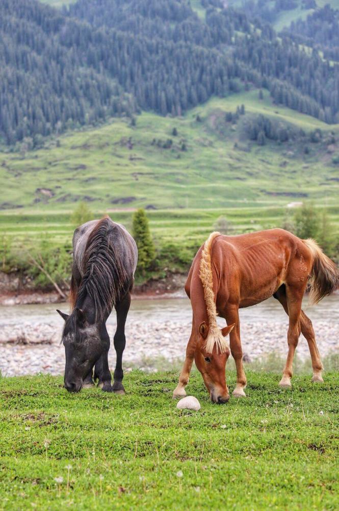 走新疆伊犁河谷,探访唐布拉草原,遇见最美的伊犁马!