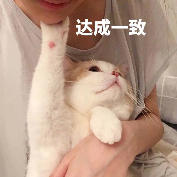 可爱猫咪搞笑表情包:开始记仇!