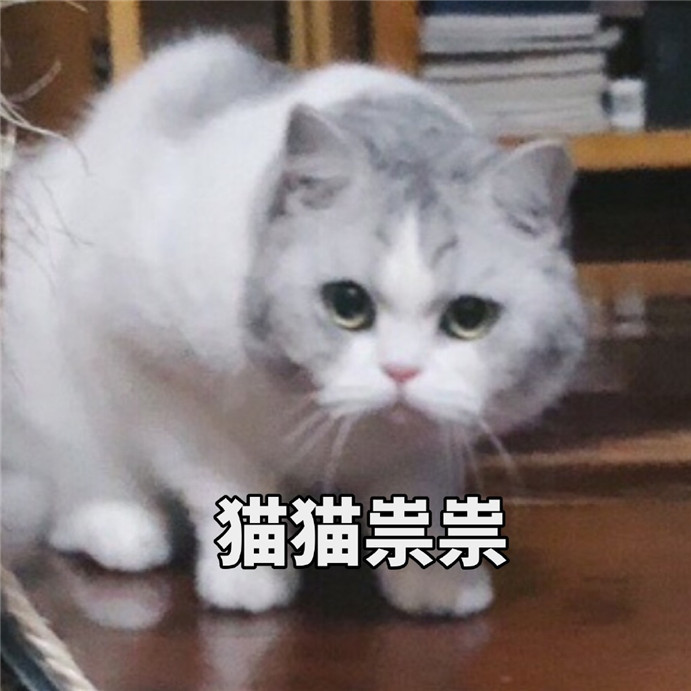 可爱萌宠猫咪搞笑表情包:牵了我的手你就要原谅我