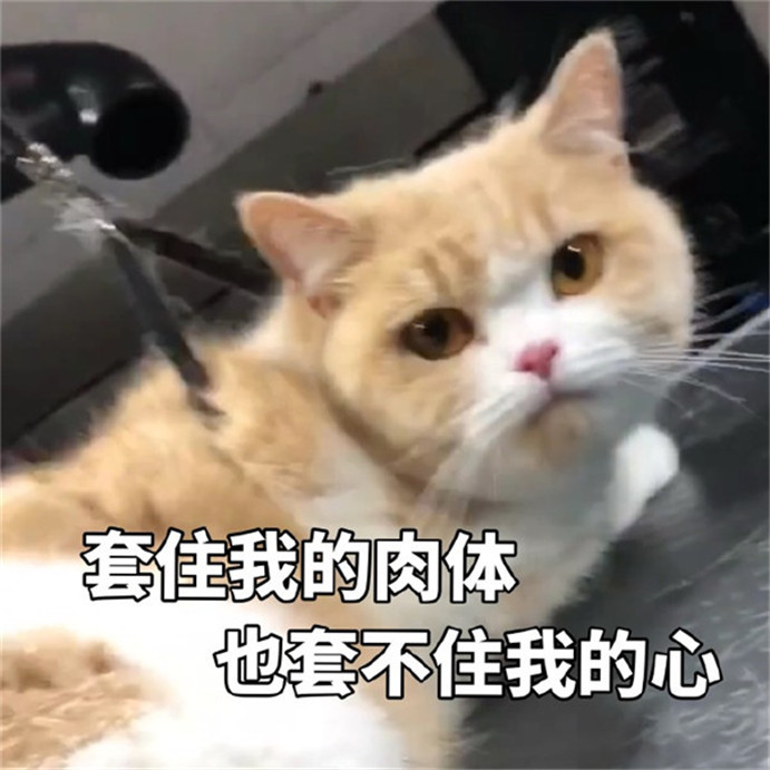 可爱萌宠猫咪搞笑表情包:牵了我的手你就要原谅我
