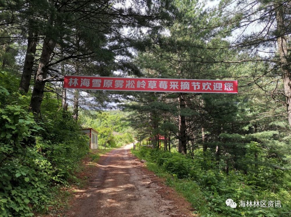 海林林业局有限公司治山林场雾凇岭草莓采摘季正式启航