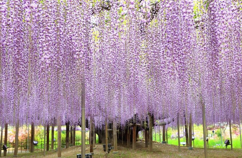 2019年花火大会时间表栃木县 看点快报