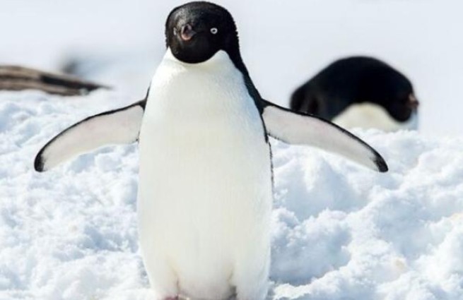 情感测试:选一只你最喜欢的企鹅!测谁在身后默默的爱着你?