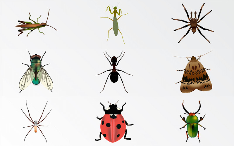 夏天蚊子蟑螂苍蝇太讨厌.但昆虫从地球上消失了,世界又会怎样?