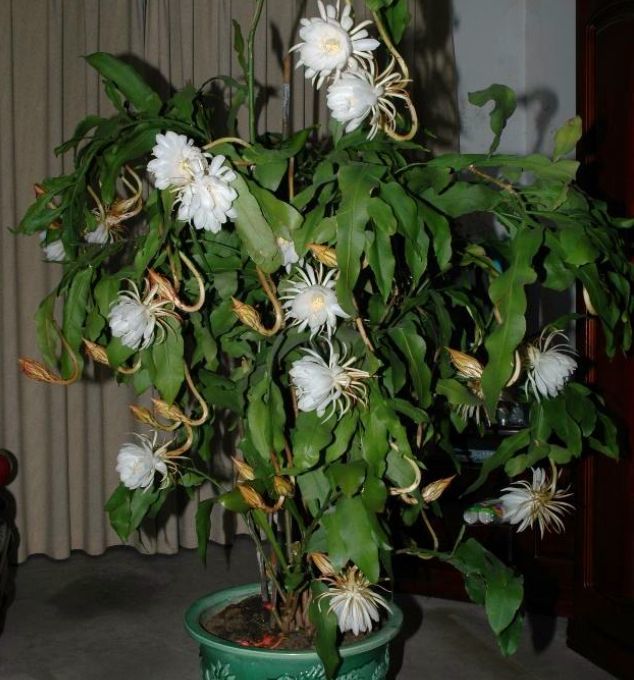 昙花虽好看,但务必细养,尤其是"4个窍门"要学会,才能养得旺