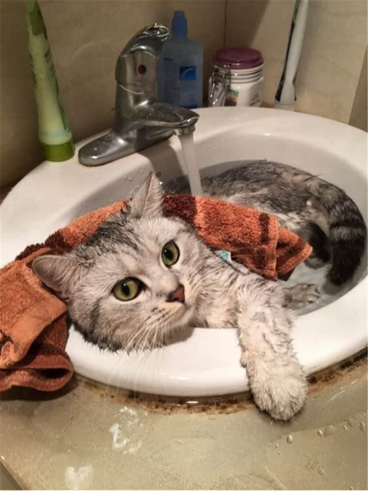 猫咪洗澡表情包太搞笑?别再幸灾乐祸,你的猫很可能得"