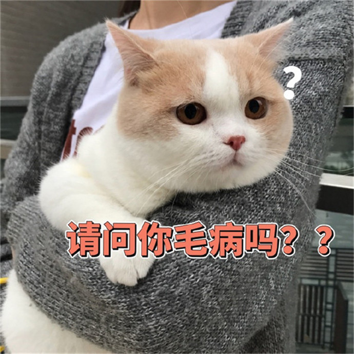 可爱萌宠猫咪搞笑表情包:凡是能用钱解决的问题我都解决不了