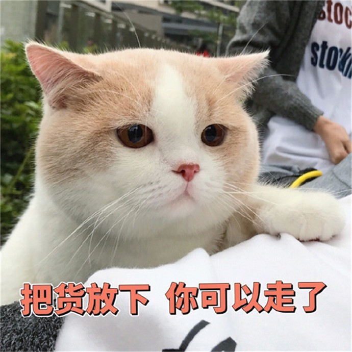 可爱萌宠猫咪搞笑表情包:凡是能用钱解决的问题我都解决不了