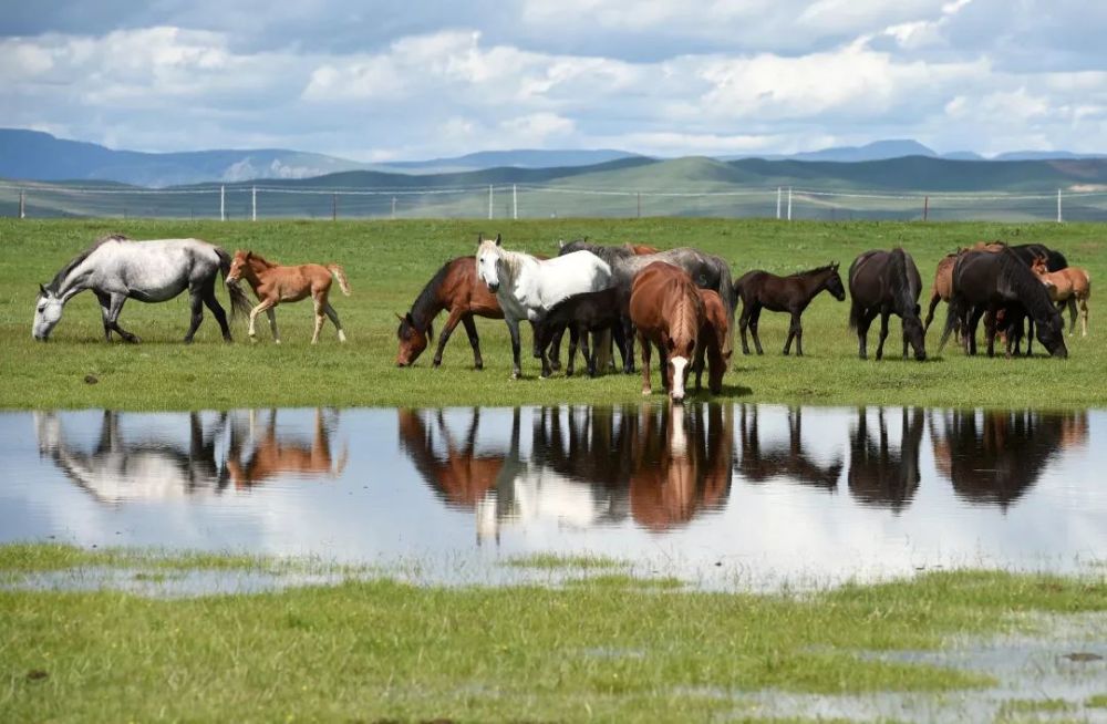 6月22日,在玛曲县河曲马场,几匹河曲马在草原湿地旁奔跑.