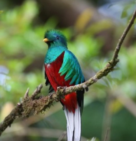灿烂的格查尔:号称南美洲的"极乐鸟",是危地马拉的国鸟.