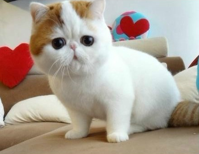 纯血统的加菲猫,眼睛是什么颜色的,你知道吗