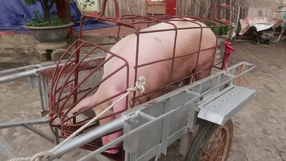 越南朋友买来一头猪,请客吃饭做菜吃,看到吃法后,一口