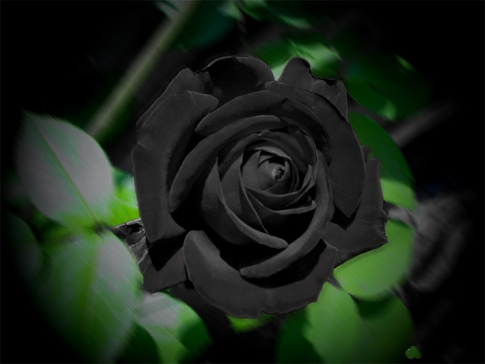 这座小镇开出罕见黑玫瑰,象征死亡却万元一朵,如今面临绝种命运