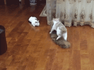 猫咪表演在线滑冰!踩着貂毛围巾一路走一路滑