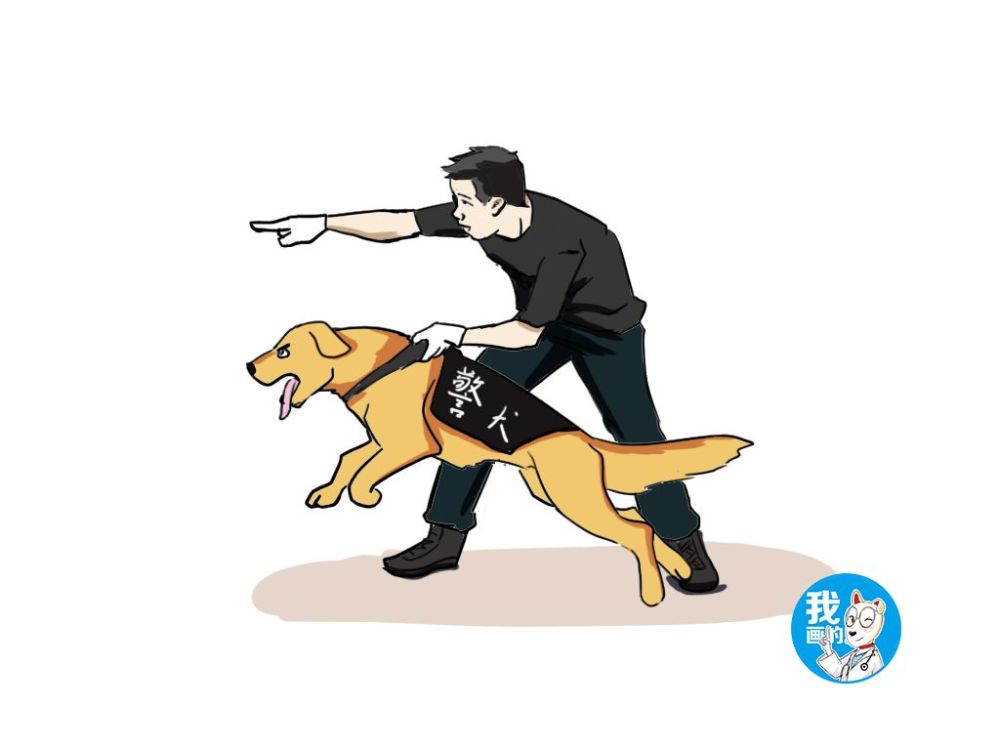 以及午休和下班后,甚至是每一个节假日,这位老警官都会来陪伴这些警犬