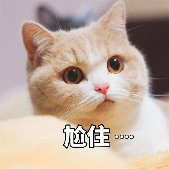 可爱萌宠猫咪搞笑表情包:我太可爱被抓起来了