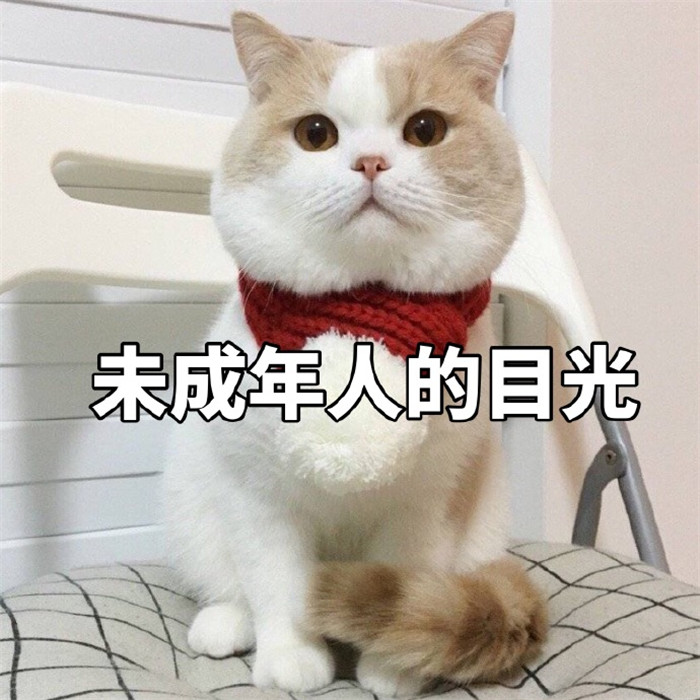 可爱萌宠猫咪搞笑表情包:无所谓,反正我也不想理你
