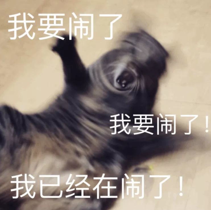 我要闹了 我已经在闹了(猫咪表情包)