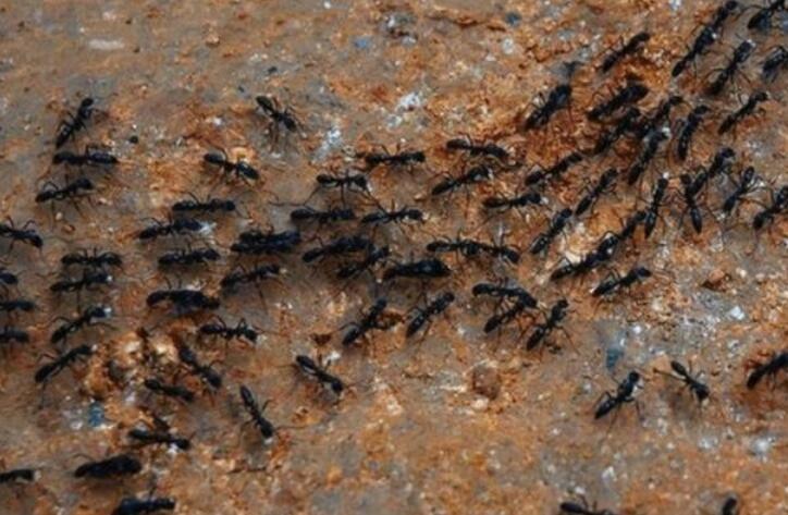 蚂蚁死亡旋涡:一群蚂蚁疯狂绕圈精疲力竭而死,原因让人哭笑不得