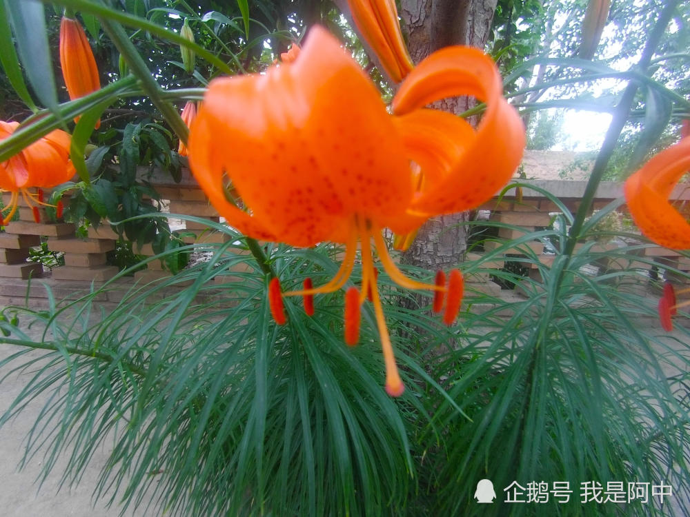 这是可以吃的百合花你吃过吗花朵和根球都可以吃