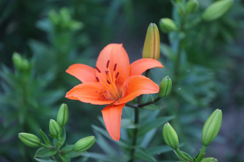 沈阳夏季最美百合花观赏地