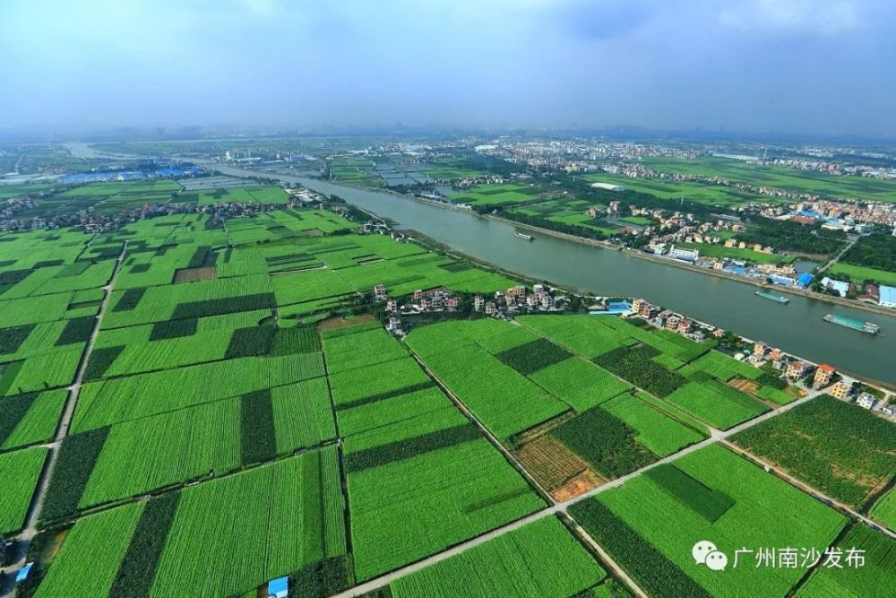 南沙区,坦尾村,黄阁镇,城中村
