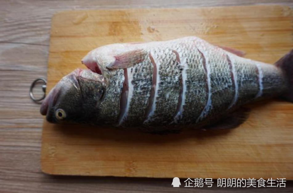 一斤半左右的鲈鱼肉多刺少腥味较小,去掉鳞和鳃之后清理内脏,切记要将