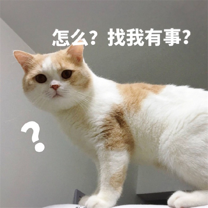 可爱萌宠猫咪搞笑表情包:不吃了,我是一只没有食欲的猫咪