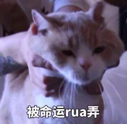 萌宠猫咪可爱表情包:看透爱情看透你!